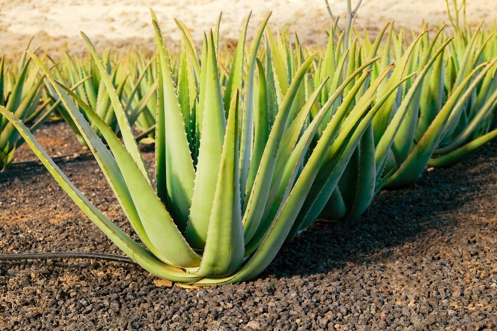 Aloe vera