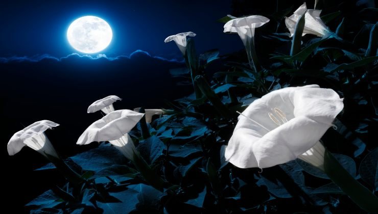 Piante: ecco le 10 che fioriscono di notte