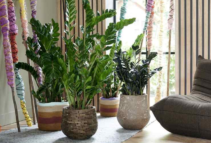 Zamioculcas