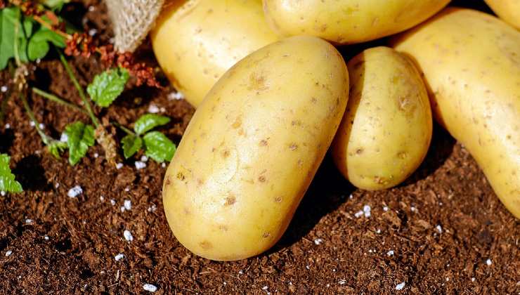 coltivazione delle patate 