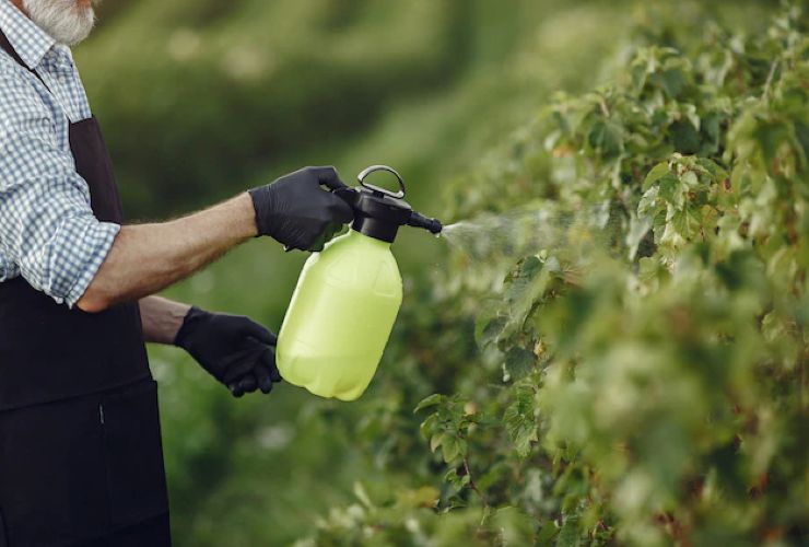 Diserbante a 90 centesimi: questi 3 ingredienti tolgono tutte le erbacce  dal tuo orto