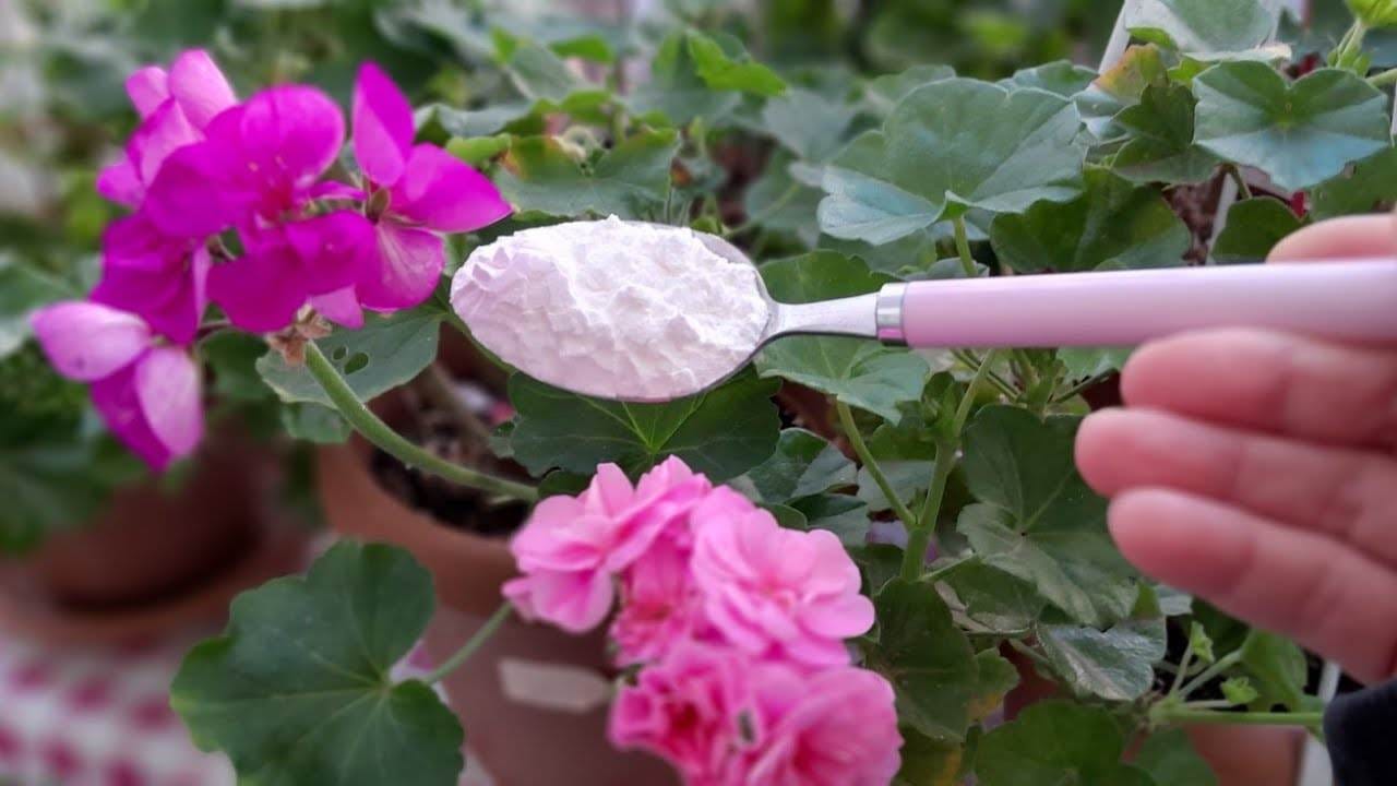 Rimedi di cereali in fioritura