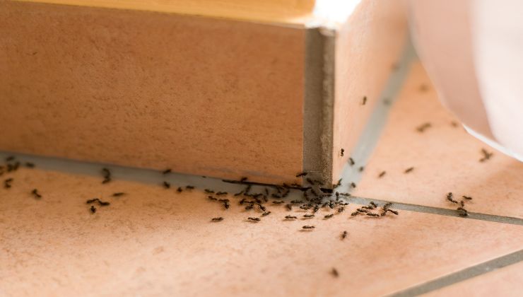 Formiche: ecco come farle sparire dalle case