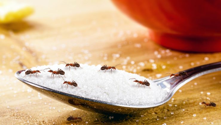 Ameisen: So lässt man sie aus Häusern verschwinden