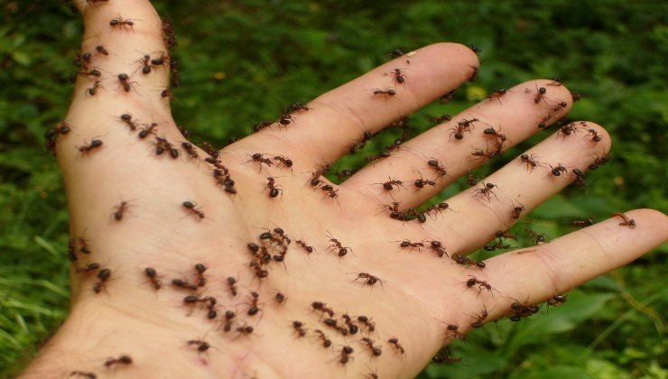 Hormigas: así es como entran a la casa