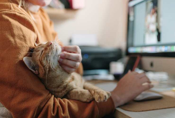 gatto in braccio ad una donna