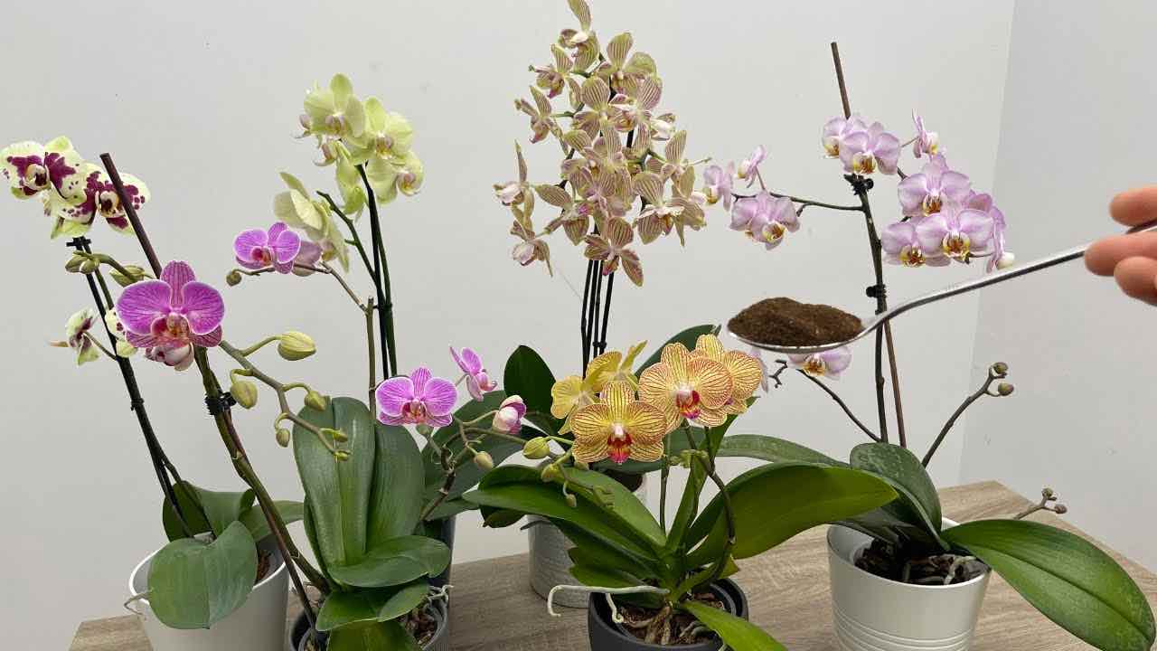 Zutat für Orchideen
