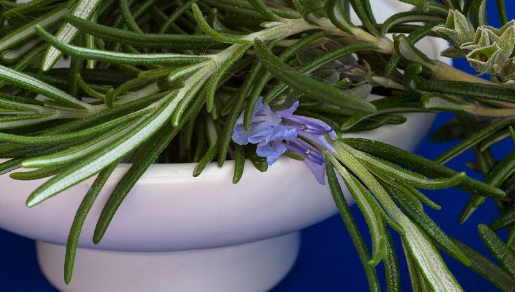 metodo del rosmarino 