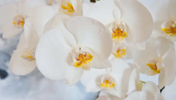 Orchidej: zde je tajná přísada pro údržbu