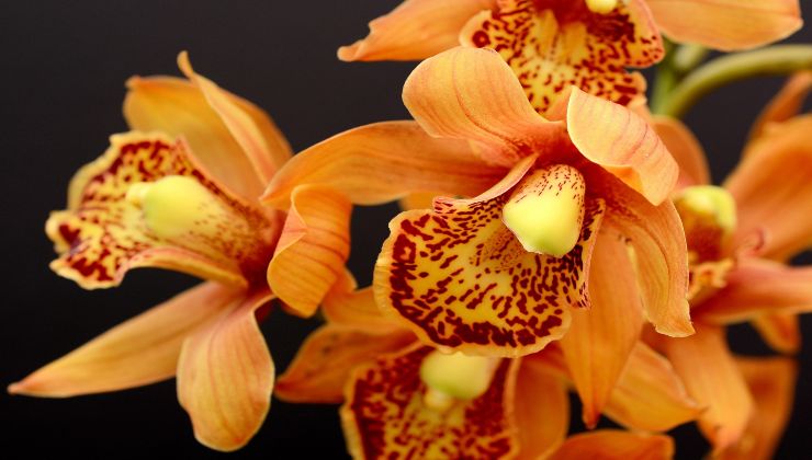 Orchidee: ecco un fertilizzante potentissimo