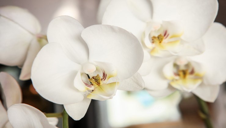Orquídea: así es como tener flores abundantes