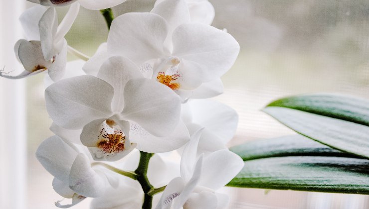 Orchideen: wie man sie üppig macht