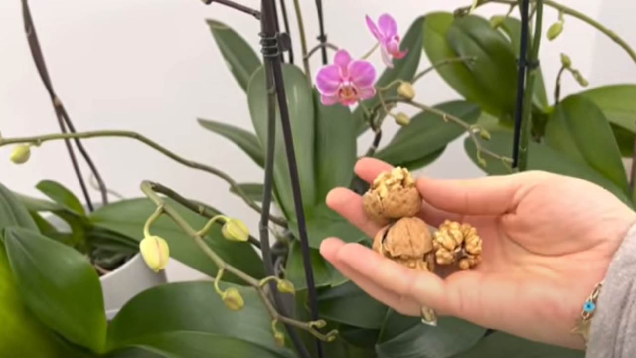Orchidej: Zde je návod, jak mít bohaté květy
