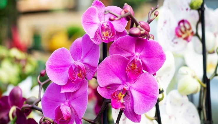 Orchidej: jak ji udělat silnou
