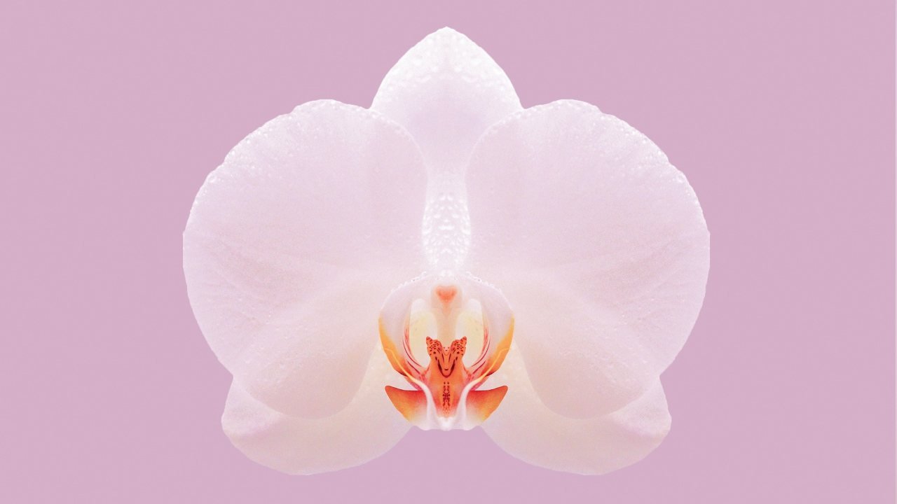 Orchidej: zde je tajná přísada pro údržbu