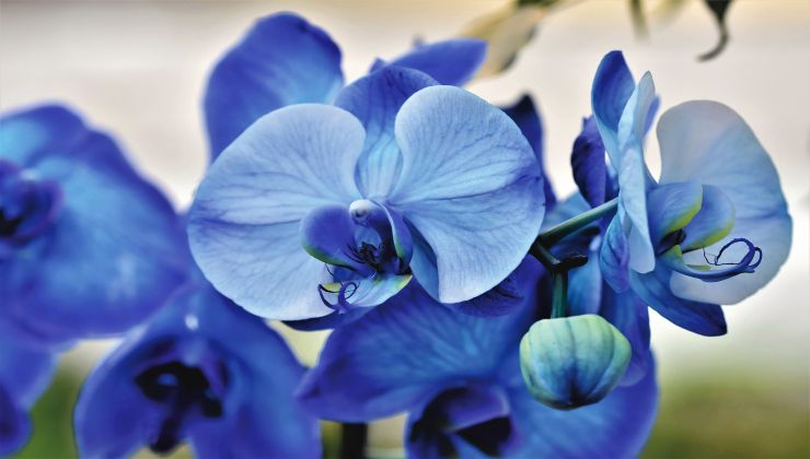 Orchideje: jak je udržet stále bujné