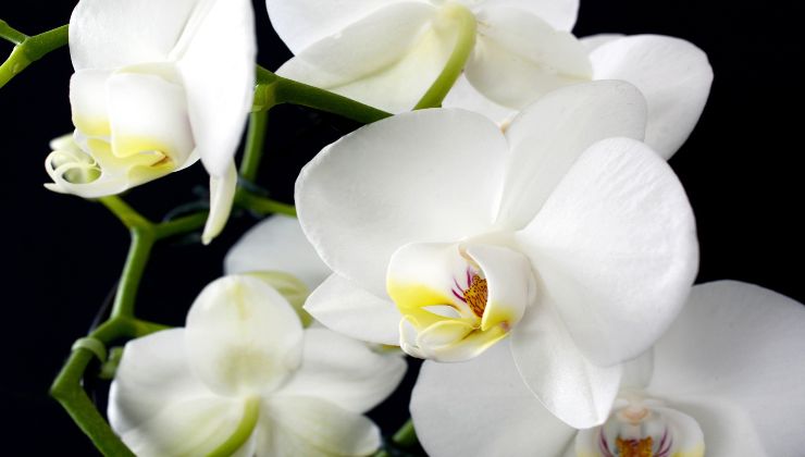 Orchideen: wie man sie immer üppig hält