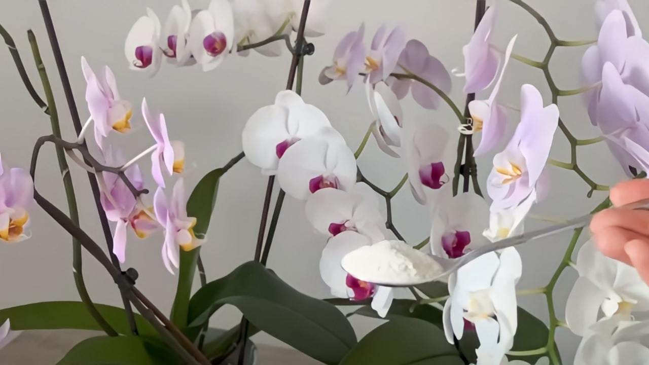 Orchidee