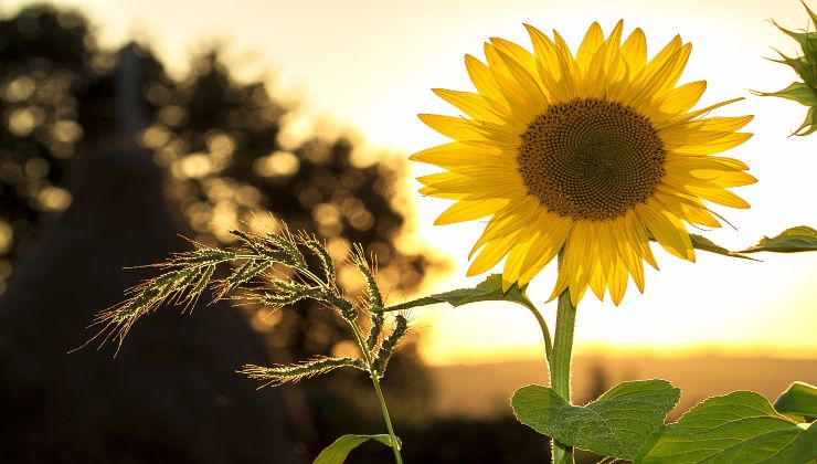 Piante: il fertilizzante migliore