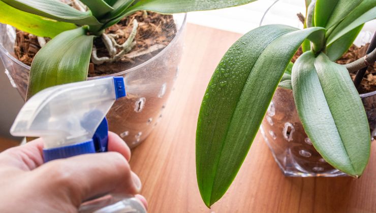 Orquídea: aquí está el ingrediente para hacer las flores exuberantes