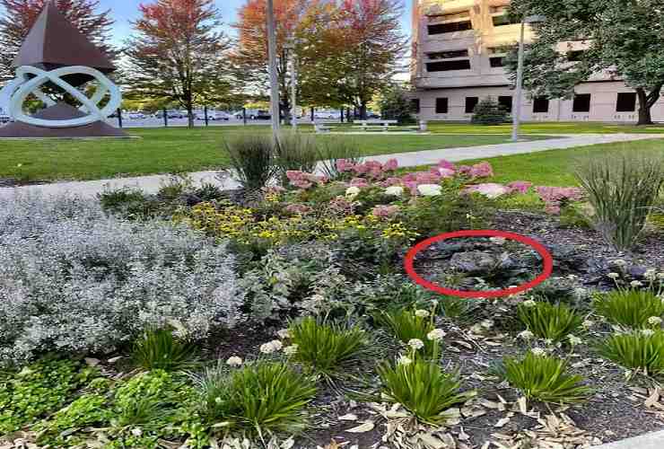 Soluzione quiz coniglio