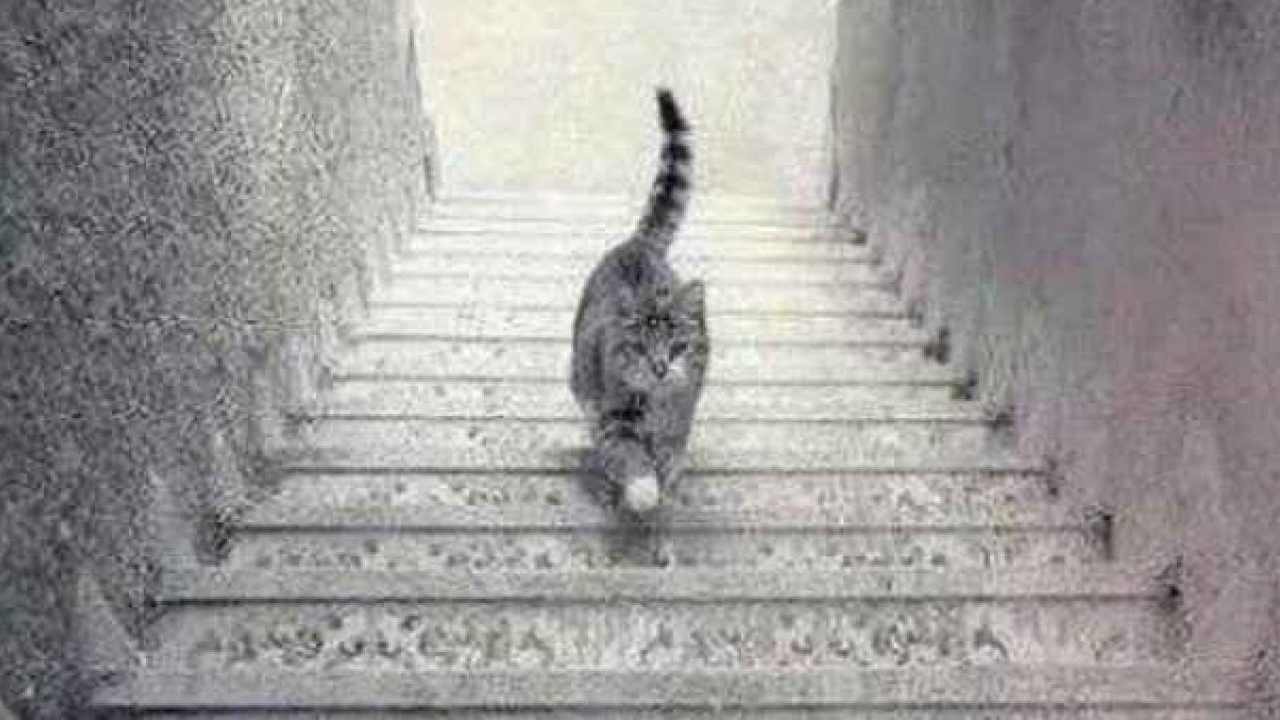 Test del gatto sulle scale