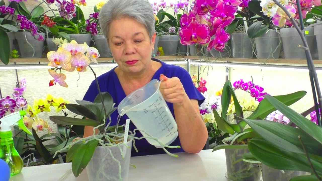trucco delle nonne per le piante