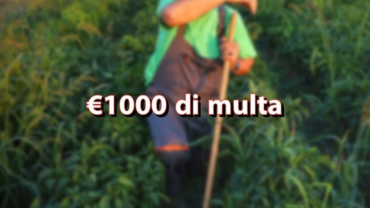 1000 euro di multa