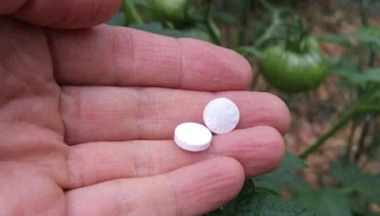 Aspirin v rostlinách