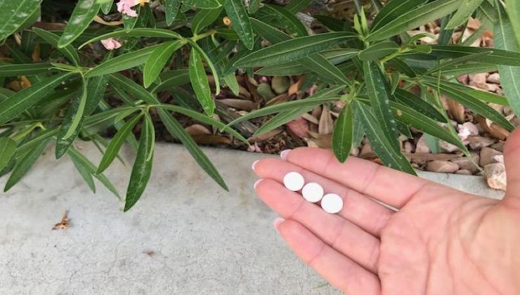 aspirina en las plantas