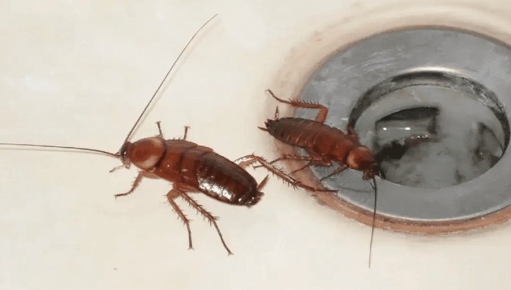 cucarachas en el fregadero