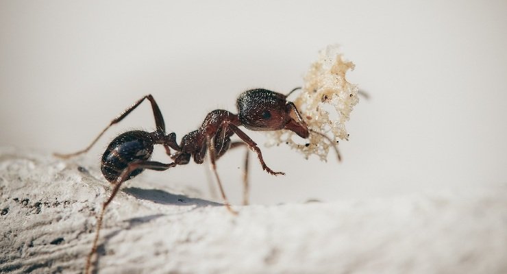 Ameisen