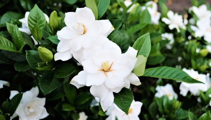 planta de gardenia