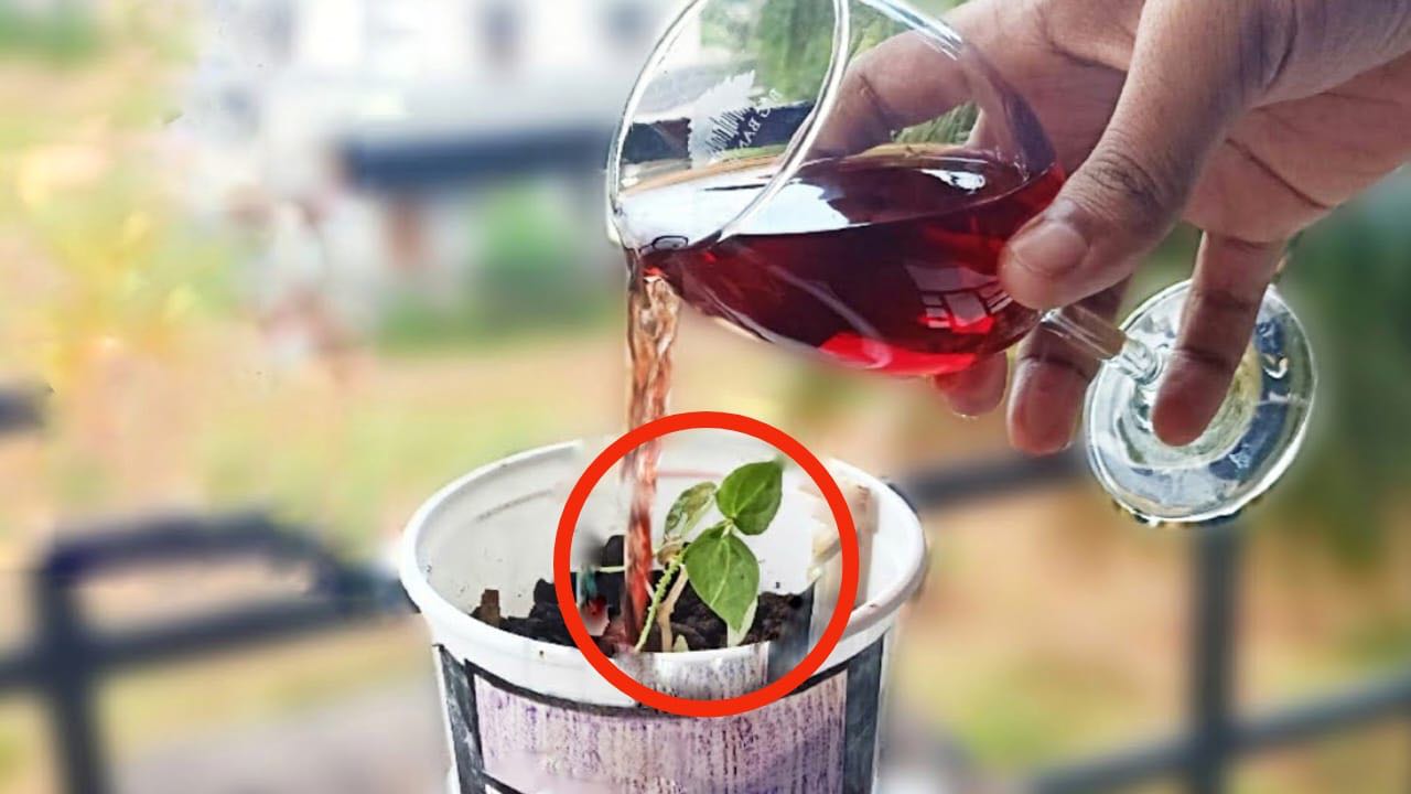 Wein in Pflanzen