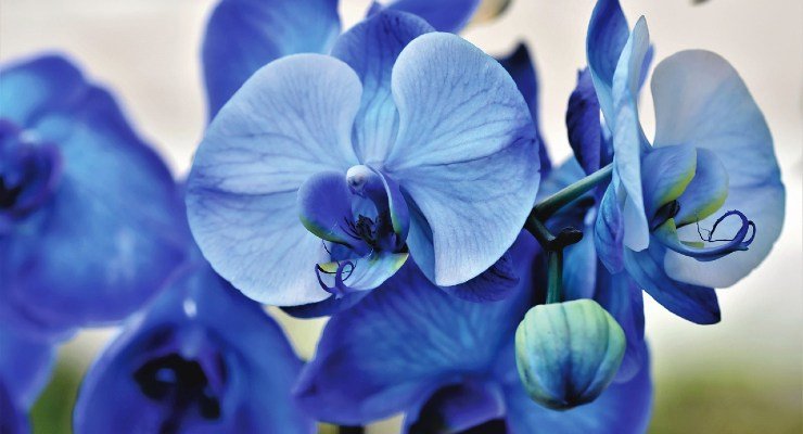 Modrá orchidej