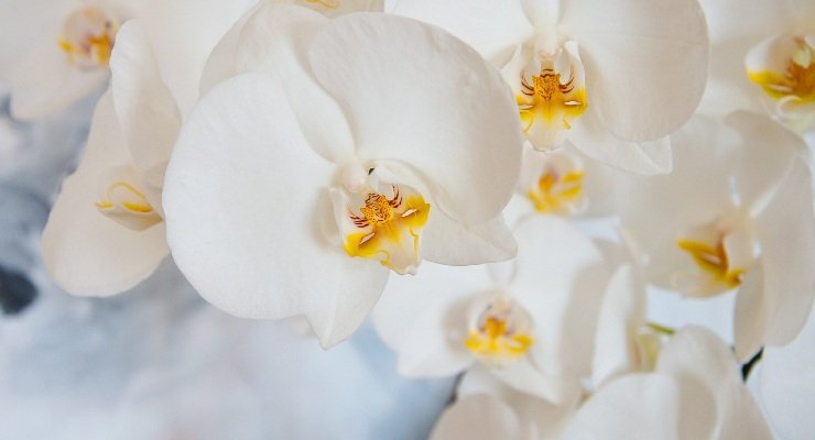 Orchidee bianche