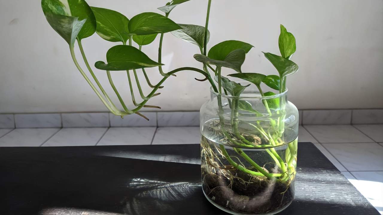 Pothos in a jar