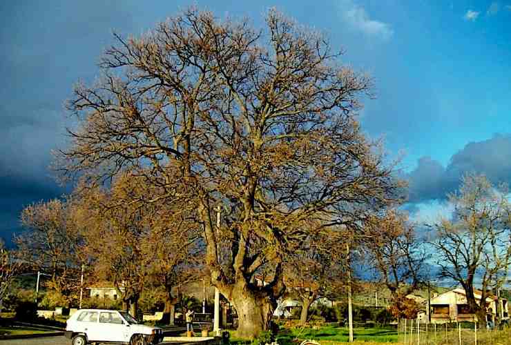 Quercia delle Streghe