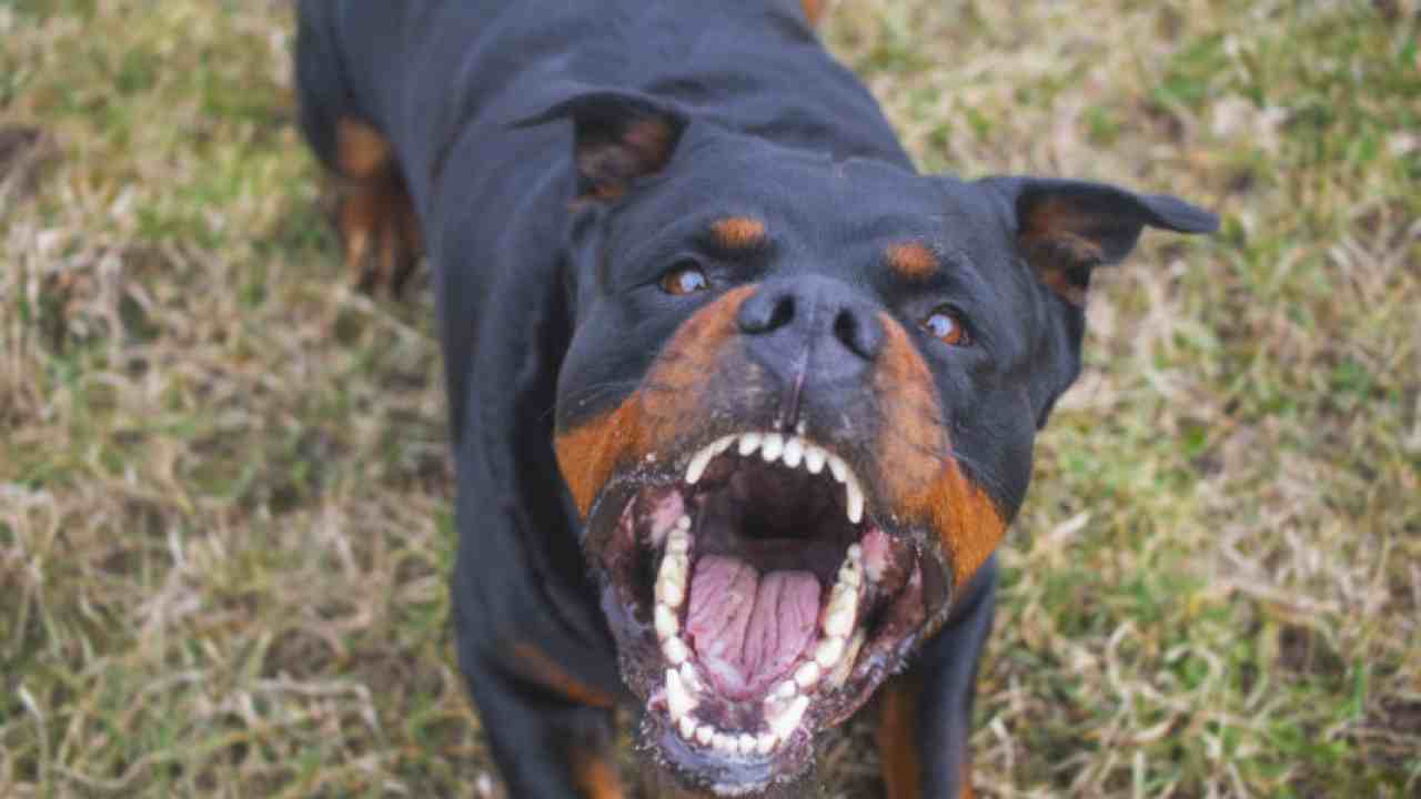 Rottweiler