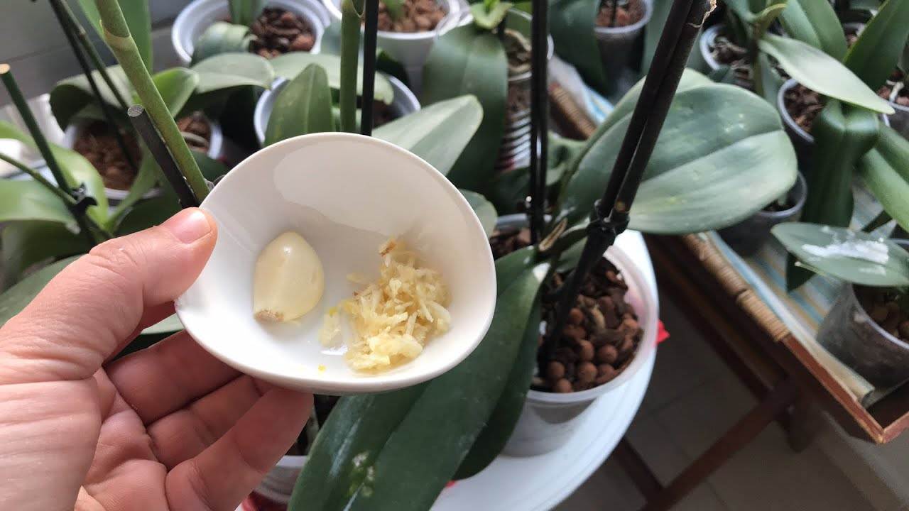 Stroužek česneku v orchidejích