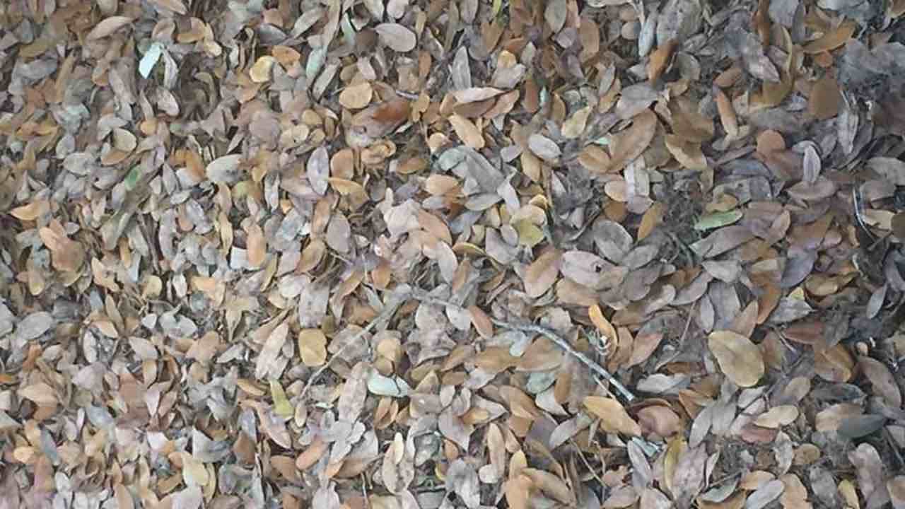 Tra queste foglie si nasconde un animale