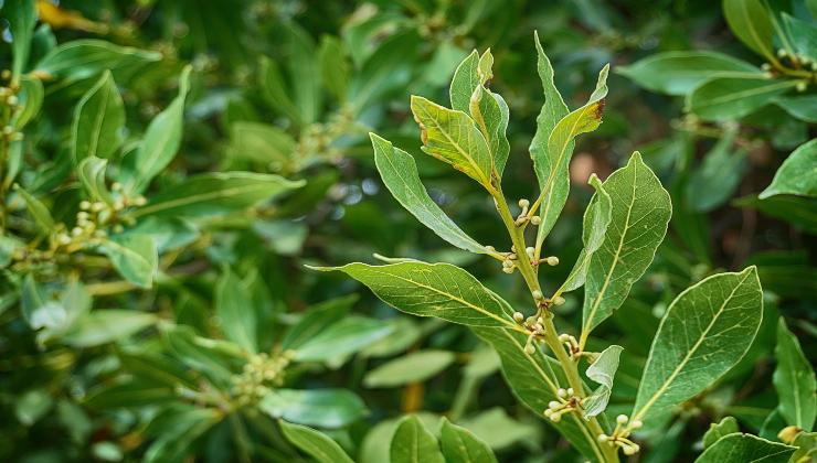 Laurel: c'est pourquoi il se tient sur le pas de la porte