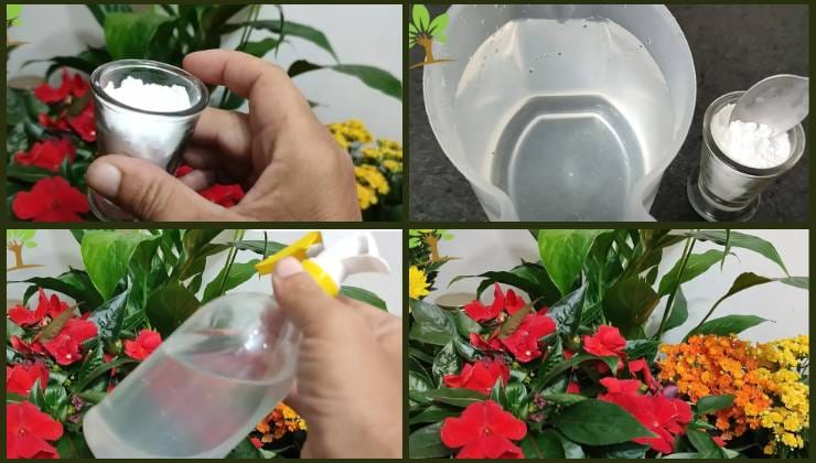 Fertilizante para plantas