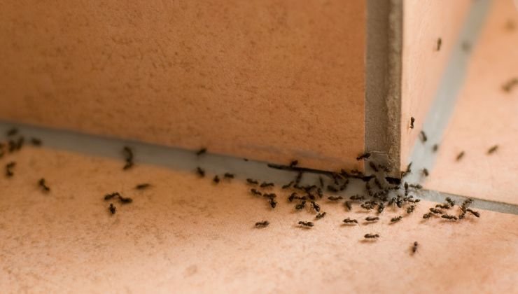 invasión de hormigas