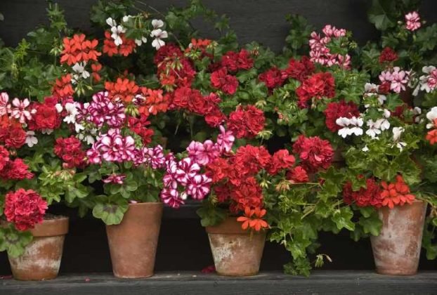 Here’s how to have geraniums full of flowers: you have to water them ...