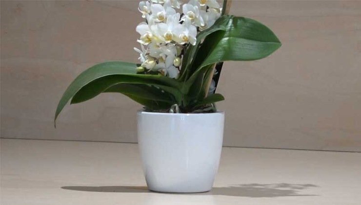 Orquídea