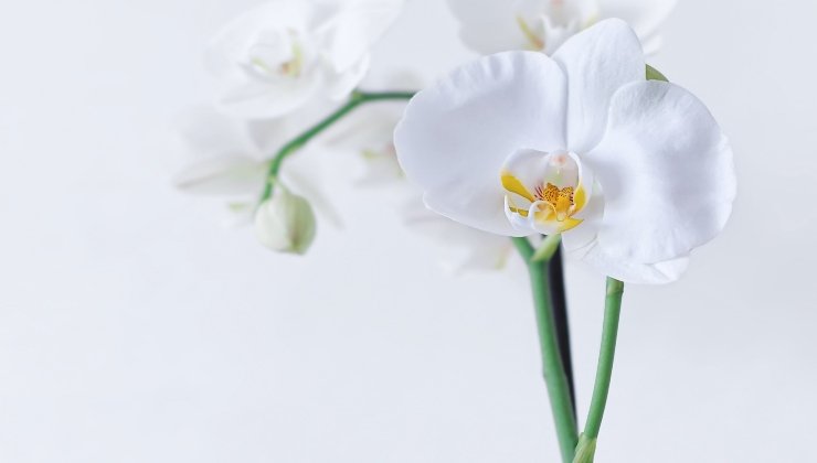 Orchideen: Das Geheimnis, um sie gut blühen zu lassen