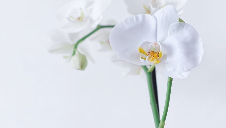 Orchidées : le secret pour bien les faire fleurir