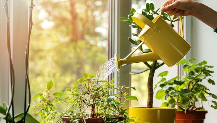 plantas en la casa