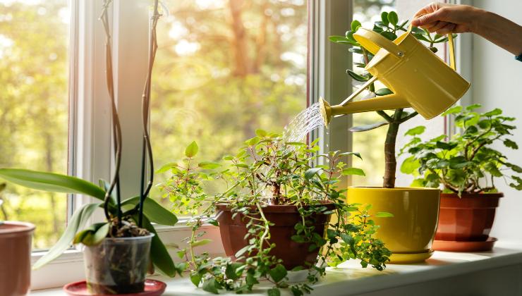 Plantas: el ingrediente para hacerlas exuberantes